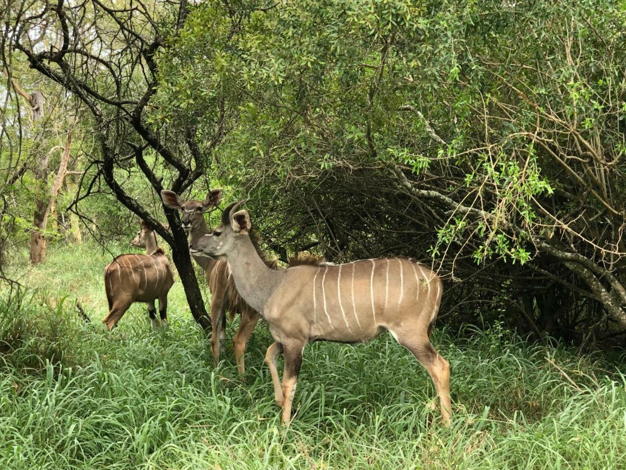 Msunduze River Lodge Mkuze Bagian luar foto